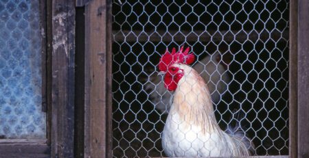 Photo of chicken in coop. Avian flue blog article.