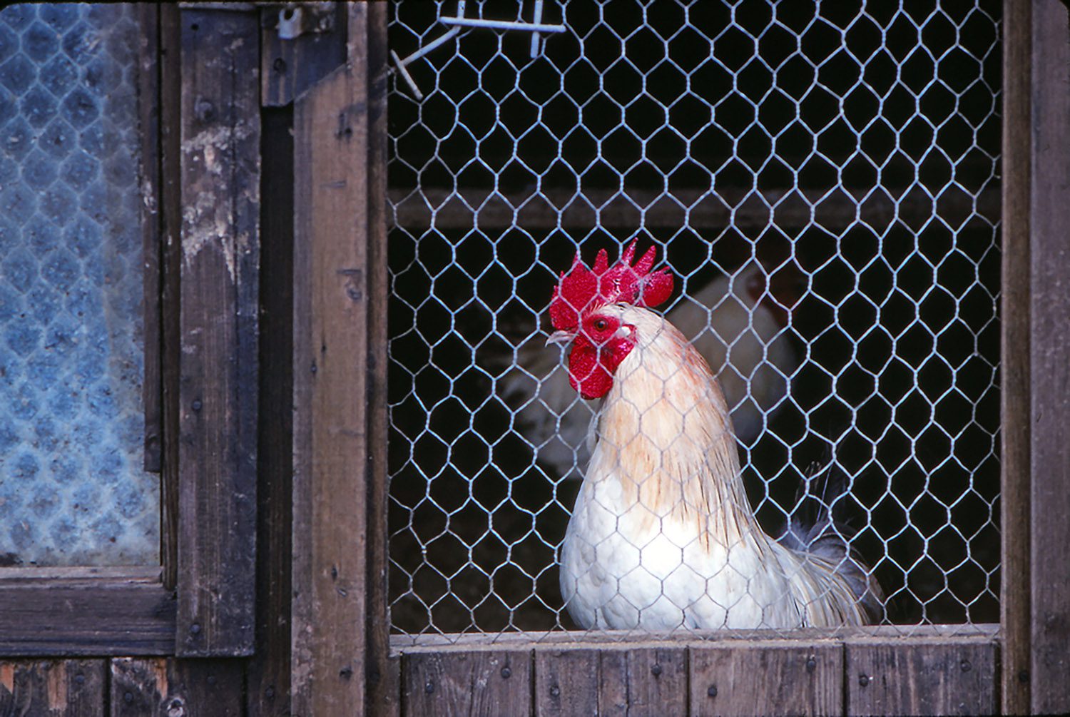 Photo of chicken in coop. Avian flue blog article.
