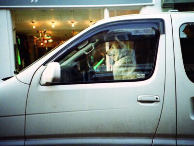 Driving safely with your dog